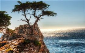 einsamen Baum, Klippe, Küste HD Hintergrundbilder