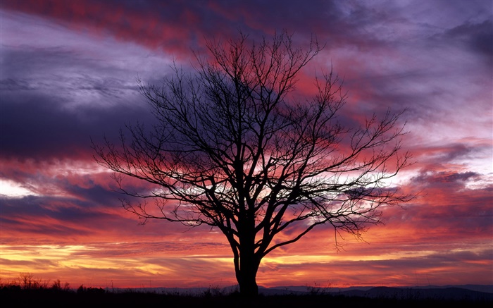 Einsamer Baum, silhouette, lila Himmel, Abenddämmerung Hintergrundbilder Bilder