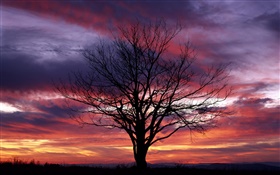 Einsamer Baum, silhouette, lila Himmel, Abenddämmerung