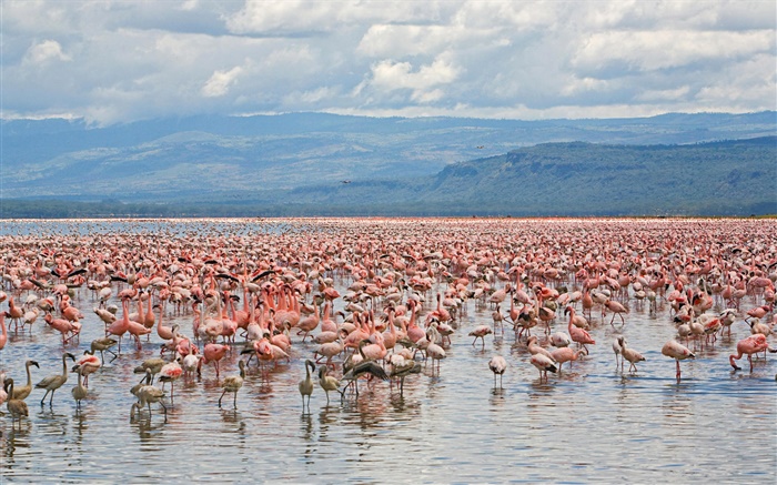 Viele Flamingos, Lake Nakuru National Park, Kenia Hintergrundbilder Bilder