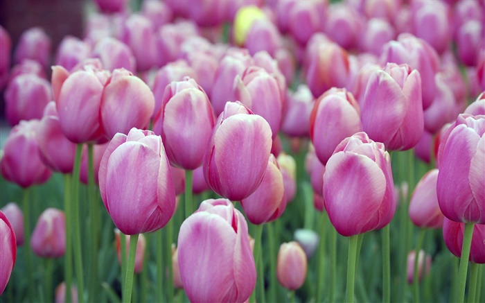 Viele lila Tulpe Blumen, Bokeh Hintergrundbilder Bilder