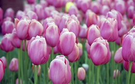 Viele lila Tulpe Blumen, Bokeh