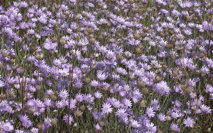 Viele wilde lila Blumen Hintergrundbilder Bilder