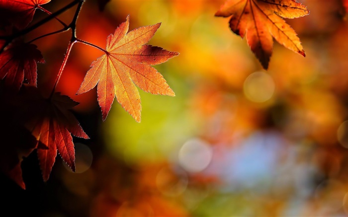 Ahornblätter Nahaufnahme, Rot, Bokeh, Herbst Hintergrundbilder Bilder