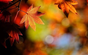 Ahornblätter Nahaufnahme, Rot, Bokeh, Herbst HD Hintergrundbilder