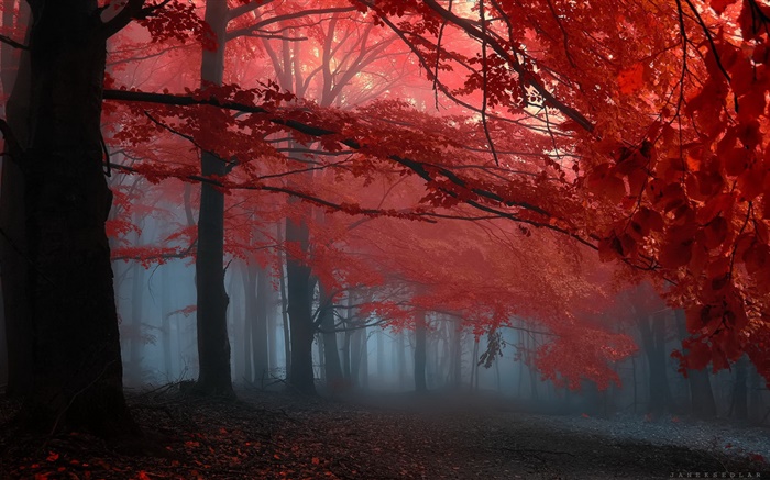 Nebel, Wald, Bäume, Herbst, Blätter rot Hintergrundbilder Bilder