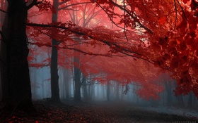 Nebel, Wald, Bäume, Herbst, Blätter rot HD Hintergrundbilder