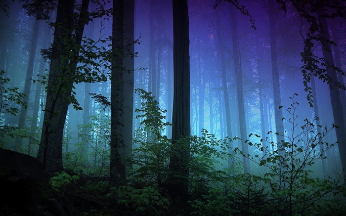 Morgen, Wald, Bäume, Nebel Hintergrundbilder Bilder