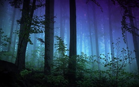 Morgen, Wald, Bäume, Nebel