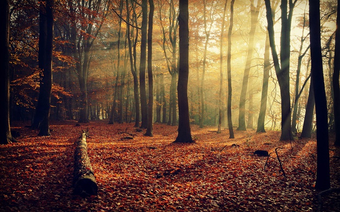 Morgen Sonne, Wald, Bäume, Herbst Hintergrundbilder Bilder