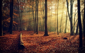 Morgen Sonne, Wald, Bäume, Herbst