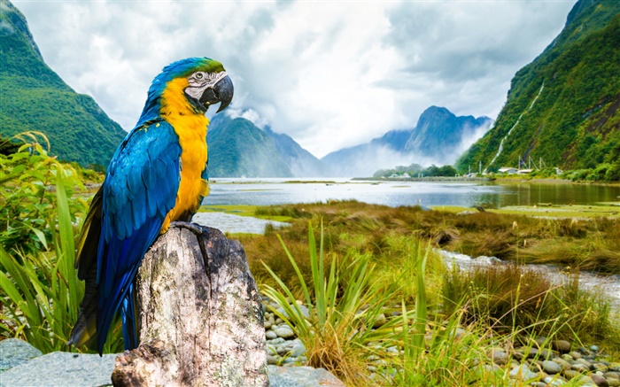 Natur Papagei Hintergrundbilder Bilder