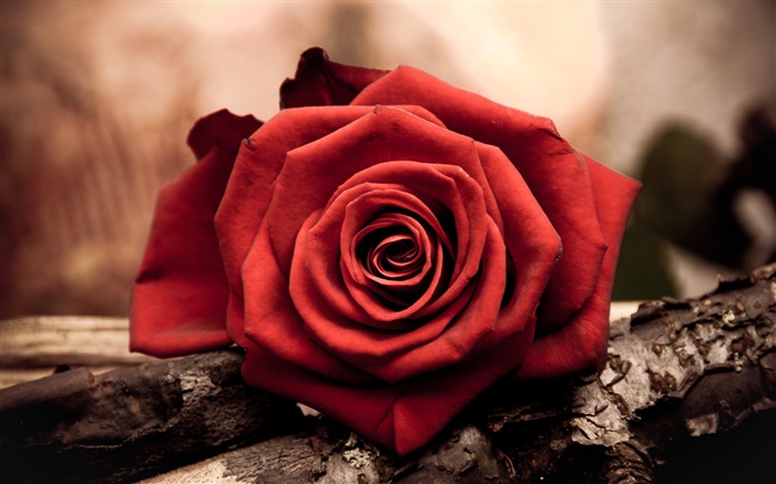 Eine rote Rose Blume Nahaufnahme Hintergrundbilder Bilder