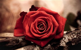 Eine rote Rose Blume Nahaufnahme