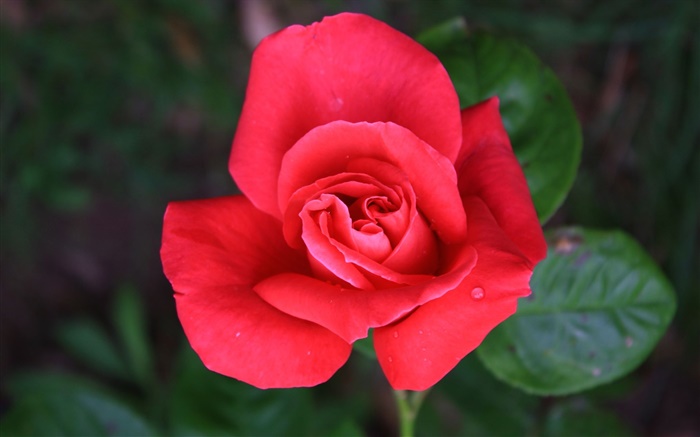 Eine rote Rose Blume Hintergrundbilder Bilder