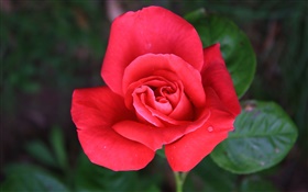Eine rote Rose Blume