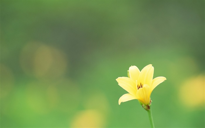 Eine gelbe Blume, grünen Hintergrund Hintergrundbilder Bilder