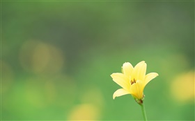 Eine gelbe Blume, grünen Hintergrund HD Hintergrundbilder