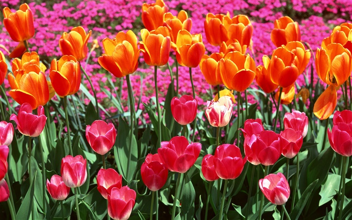 Orange und rosa Farben, Blumen Tulpe Hintergrundbilder Bilder