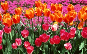 Orange und rosa Farben, Blumen Tulpe HD Hintergrundbilder