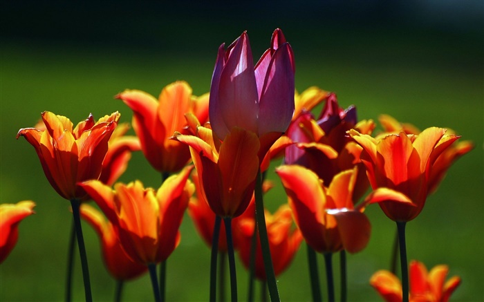 Orange und lila Blumen Tulpe Hintergrundbilder Bilder
