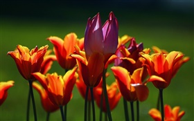 Orange und lila Blumen Tulpe HD Hintergrundbilder
