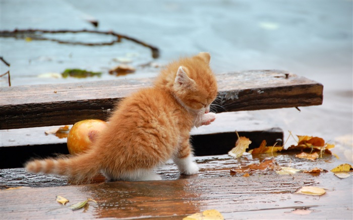 Orange Kätzchen, herbst, blätter Hintergrundbilder Bilder