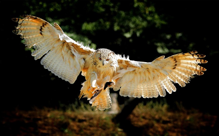 Owl Flugflügel Hintergrundbilder Bilder