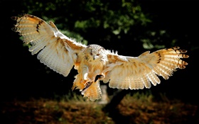 Owl Flugflügel HD Hintergrundbilder