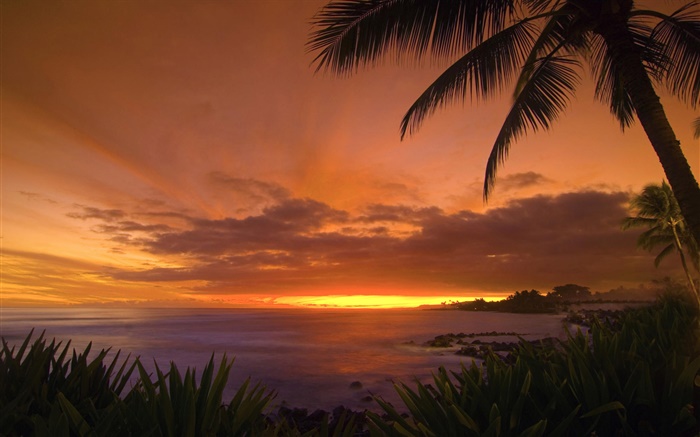 Palmen, Küste, Meer, roten Himmel, Sonnenuntergang Hintergrundbilder Bilder