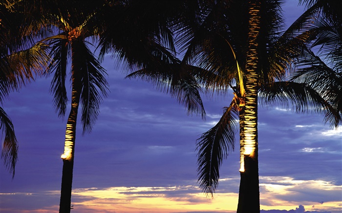 Palmen, Nacht, Lichter Hintergrundbilder Bilder