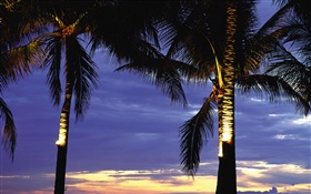 Palmen, Nacht, Lichter HD Hintergrundbilder