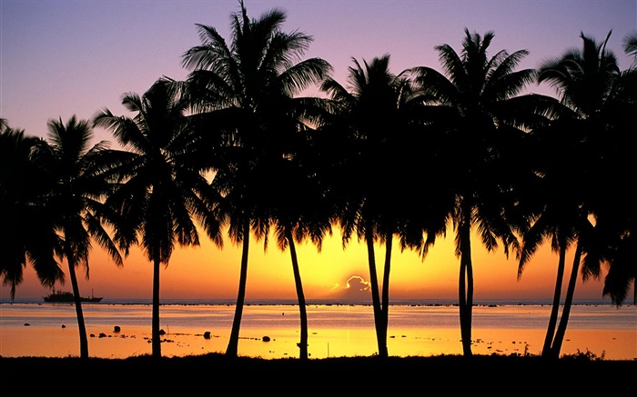 Palmen, Silhouette, Sonnenuntergang, Meer, Boote Hintergrundbilder Bilder
