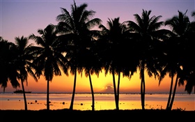 Palmen, Silhouette, Sonnenuntergang, Meer, Boote HD Hintergrundbilder