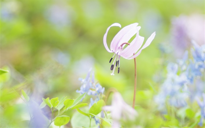 Park Blumen close-up, verschwommen Hintergrund Hintergrundbilder Bilder