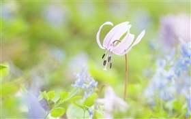Park Blumen close-up, verschwommen Hintergrund HD Hintergrundbilder