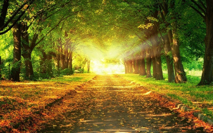 Park, Straße, Bäume, Sonnenstrahlen, Herbst Hintergrundbilder Bilder