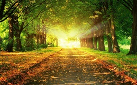 Park, Straße, Bäume, Sonnenstrahlen, Herbst HD Hintergrundbilder