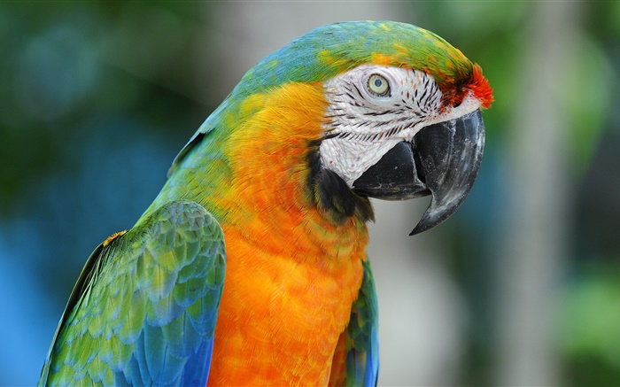 Papagei close-up Hintergrundbilder Bilder