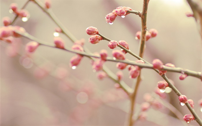 Peach Blüten sowie deren Knospen, spring, Zweige Hintergrundbilder Bilder