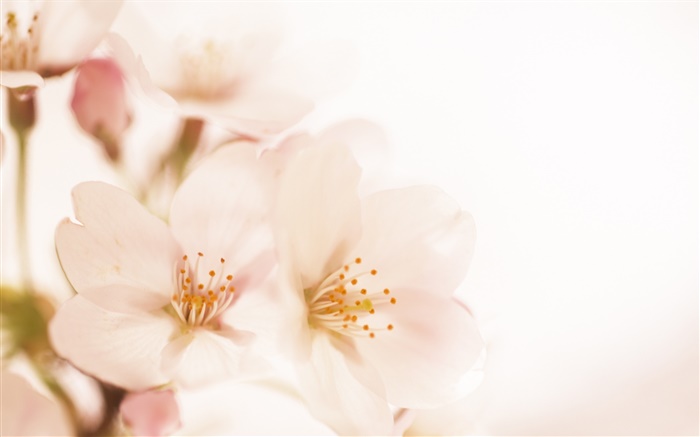 Pfirsich Blumen close-up, Blütenblätter Hintergrundbilder Bilder
