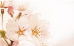 Pfirsich Blumen close-up, Blütenblätter HD Hintergrundbilder