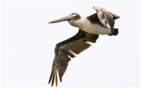 Peruanische Pelikan fliegen