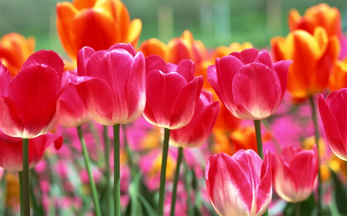 Rosa und orange Blumen Tulpe Hintergrundbilder Bilder