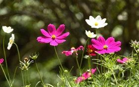 Rosa und weißen Blüten Kosmos bipinnatus HD Hintergrundbilder