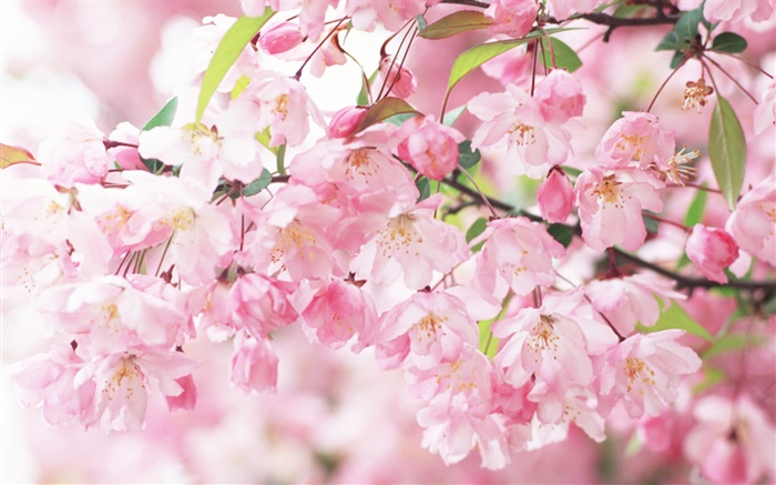 Pink cherry Blumen, verschwommen Hintergrundbilder Bilder