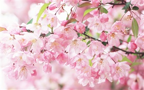 Pink cherry Blumen, verschwommen HD Hintergrundbilder