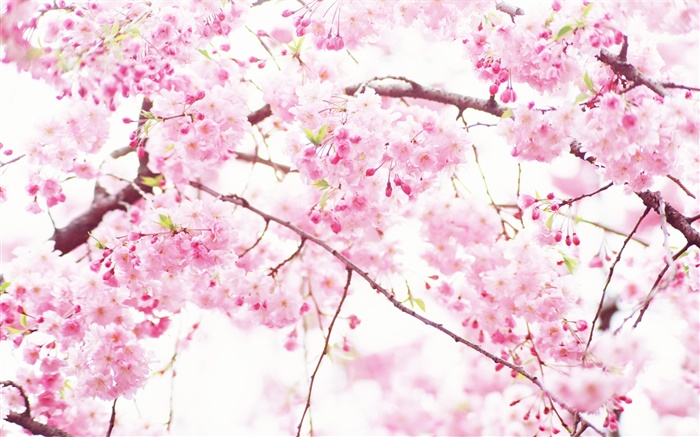 Pink cherry Blumen, Baum, Frühling Hintergrundbilder Bilder