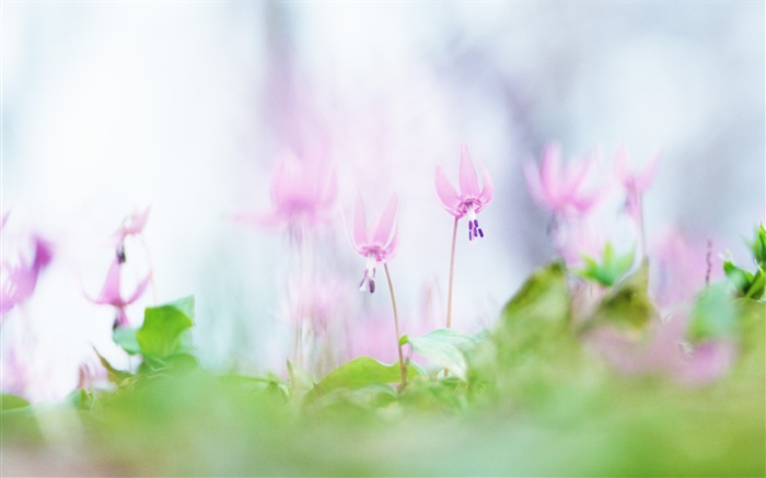 Rosa Blumen close-up, verschwommen Hintergrund Hintergrundbilder Bilder