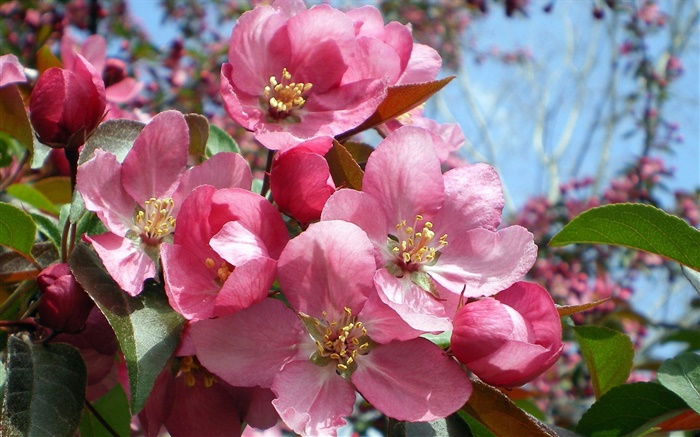 Rosafarbene Blumen im Garten Hintergrundbilder Bilder